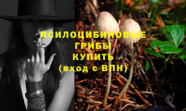 стаф Аркадак